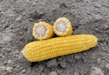 Выбор гибридов кукурузы с правильным ФАО под конкретное поле: советы агронома ВНИС