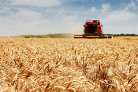  Сельское хозяйство Украины: накануне продовольственного кризиса