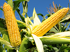 Новые гибриды кукурузы ВНИС — наш достойный ответ иностранным аналогам!
