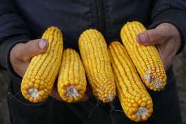 «На бедных почвах кукуруза ВНИС на капельном орошении дала по 14-14,5 т / га», - Владимир Белый