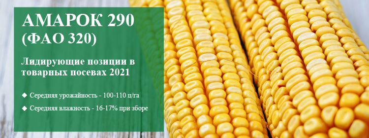 https://ru.vnis.com.ua/catalog/seeds-of-cereals/corn/amarok-290/