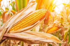 Защита кукурузы от посева до всходов