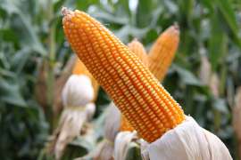 Как выбрать гибрид кукурузы