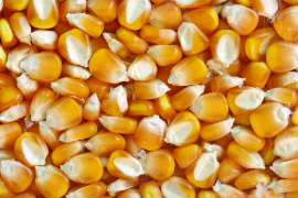 Семена зерновых культур