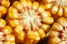 День поля 26 сентября 2018 г. Гибриды кукурузы и подсолнечника выращенные в условиях Тернопольськой области.