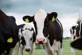 Становятся ли коровы травой, которую они едят? Воздействие ГМО на животный организм