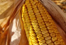 Цены на кукурузу продолжают расти
