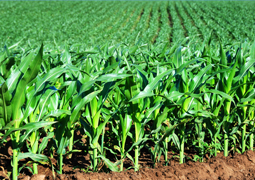 Новый гибрид кукурузы ВН 63 — влиятельный аргумент отечественных научных работников