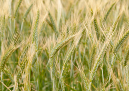 Тритикале - унікальне поєднання кращих ознак пшениці та жита