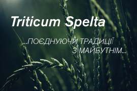 Спельта (triticum spelta l.) – новий тренд пшениць